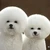 にゃんこ