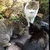 黒猫