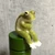 ほおずき