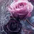 YShim