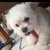 犬が出演してるかしてないか