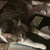 qronthecat