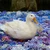 perico