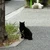 なまこ