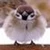 Dialbird