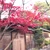 YusakuSeki