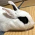 真琴