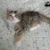micca