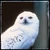 hedwig