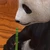 たろちん