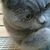 suzu