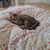 sumire