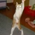しゅ