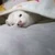 ぱへぽぴー