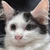 ねこ