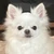 vivi