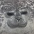 あざらし
