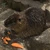 しげる