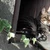サガン