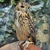 owlrest7