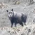 オオサカザウルス