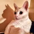 ふぃる