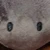 kyaki