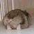 くぼた