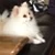 よしお