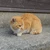初心忘れるべからず