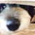 どりし