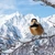 Varied_Tit
