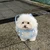 ふか