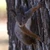 Nuts