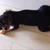 ZOE