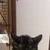 よたろう