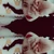 axxx