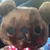 こもち