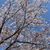 sakura2