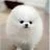 ちーふ