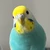 ピッチョ