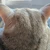 きにゃころ