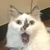 はちお