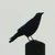 黒鳥