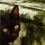 Katze