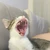 きむち