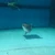 ぬーぴー