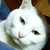ミラルーツパンデミック