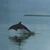 dolphin11