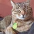 maru